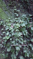 Hymenophyllum cupressiforme