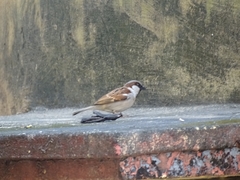 Passer domesticus