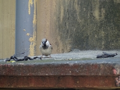 Passer domesticus