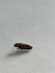 Cephaloconus cyprinus