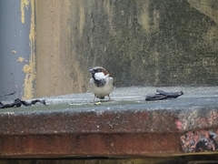Passer domesticus
