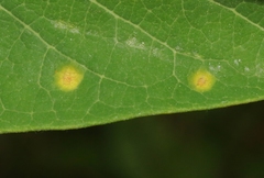Puccinia seymouriana