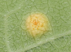 Puccinia seymouriana