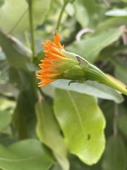 Hypericophyllum elatum