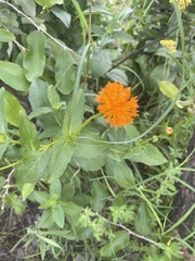 Hypericophyllum elatum