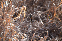 Phoenicurus auroreus