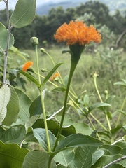 Hypericophyllum elatum