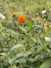 Hypericophyllum elatum