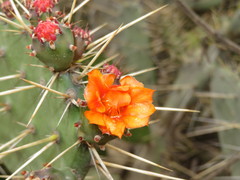 Opuntia quitensis