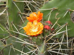Opuntia quitensis