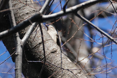 Hypsipetes amaurotis