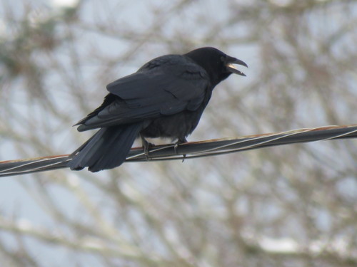 American Crow, photo 8 of 10
