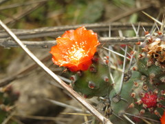 Opuntia quitensis