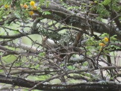 Cranioleuca antisiensis