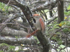 Cranioleuca antisiensis