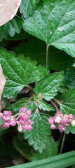 Nanocnide japonica