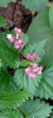 Nanocnide japonica