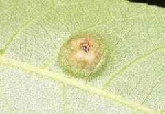 Phylloxera foveola