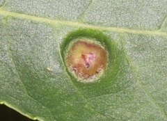 Phylloxera foveola