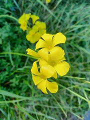 Oxalis pes-caprae