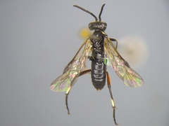 Macrophya hispana