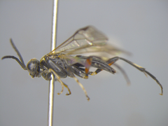 Macrophya hispana