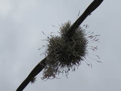 Tillandsia capillaris