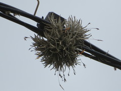 Tillandsia capillaris