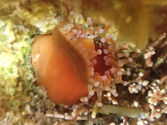 Corynactis australis