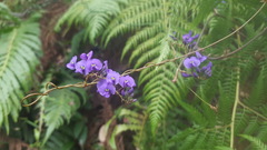 Hardenbergia violacea