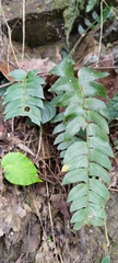 Polystichum lepidocaulon