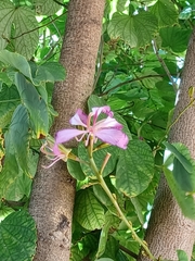 Bauhinia purpurea