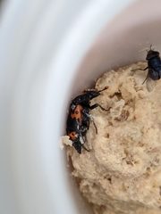 Nicrophorus nepalensis