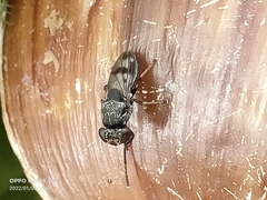 Discomyza maculipennis