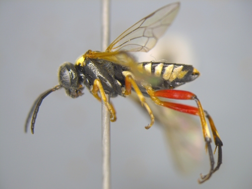 Macrophya hispana
