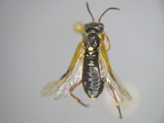 Macrophya hispana