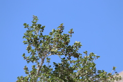 Ficus johannis