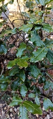 Quercus semecarpifolia