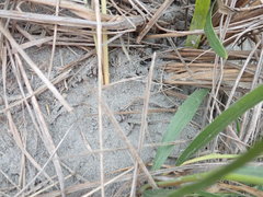 Scotophaeus pretiosus