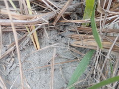 Scotophaeus pretiosus