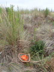 Scotophaeus pretiosus