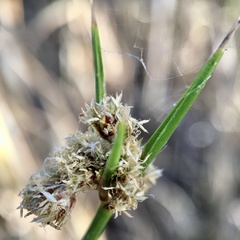 Cyperus gymnocaulos