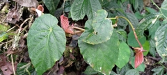 Begonia bouffordii