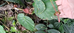 Begonia bouffordii