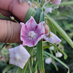 Oxystelma esculentum