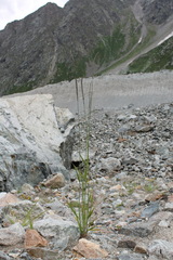 Elymus buschianus
