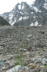 Elymus buschianus