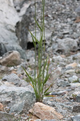 Elymus buschianus