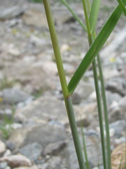 Elymus buschianus