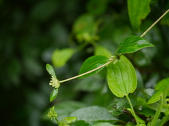 Leptodermis lanceolata